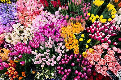 《原神》新一期拾枝杂谈 云堇：妙曲压台